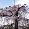 円山公園・枝垂れ桜