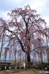 東寺・しだれ桜