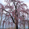 東寺・しだれ桜