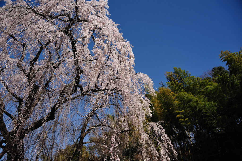 しだれ桜