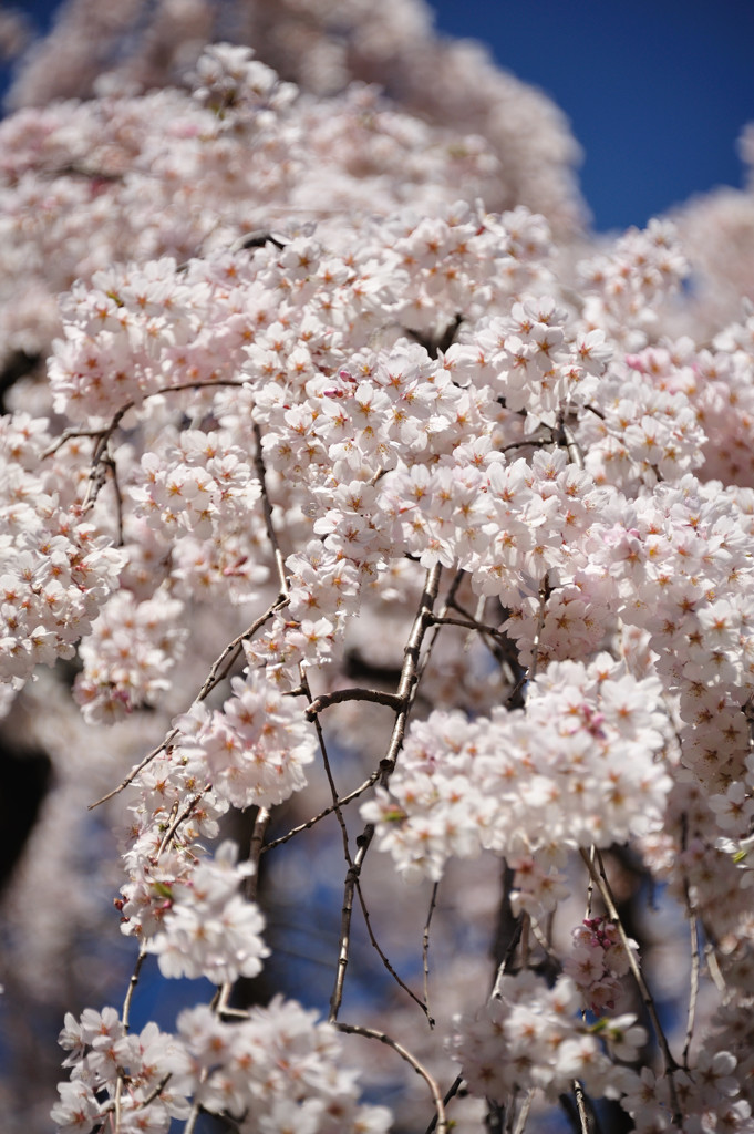 しだれ桜