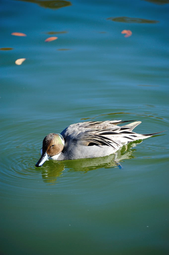 オナガ水紋