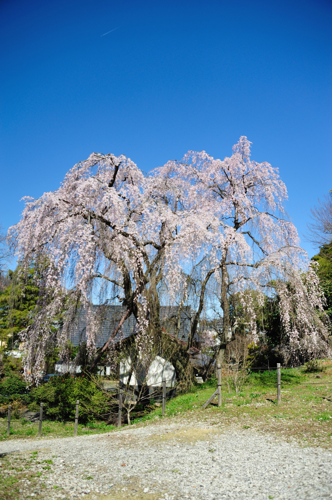 しだれ桜3