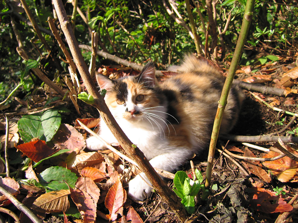 城山茶屋の猫