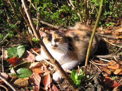 城山茶屋の猫