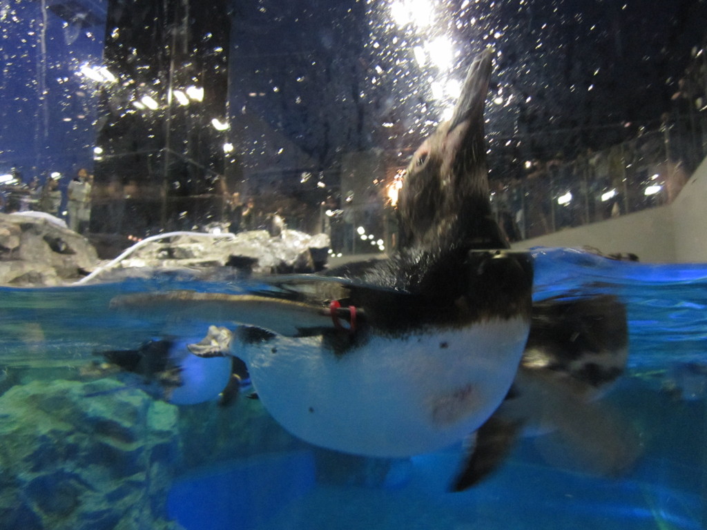 すみだ水族館