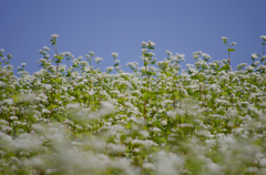 蕎麦の花