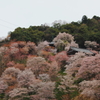 吉野山桜
