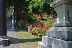 函館八幡宮 つつじ園