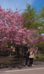 桜が咲いた喜び