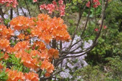 つつじ 函館八幡宮