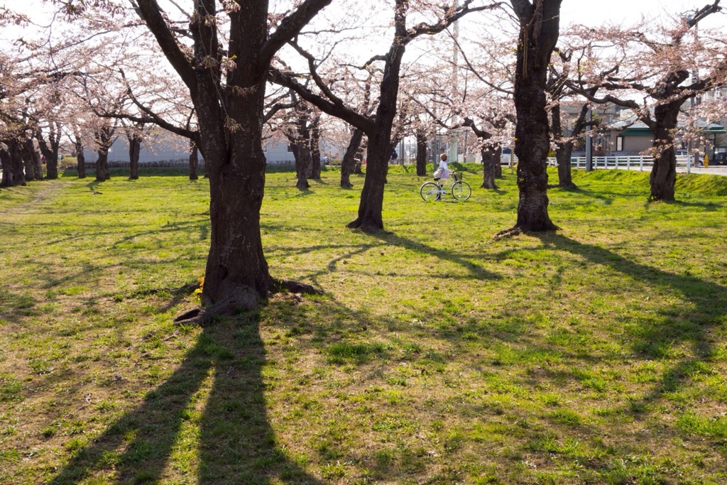 桜が咲いた喜び