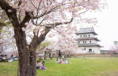 桜と城