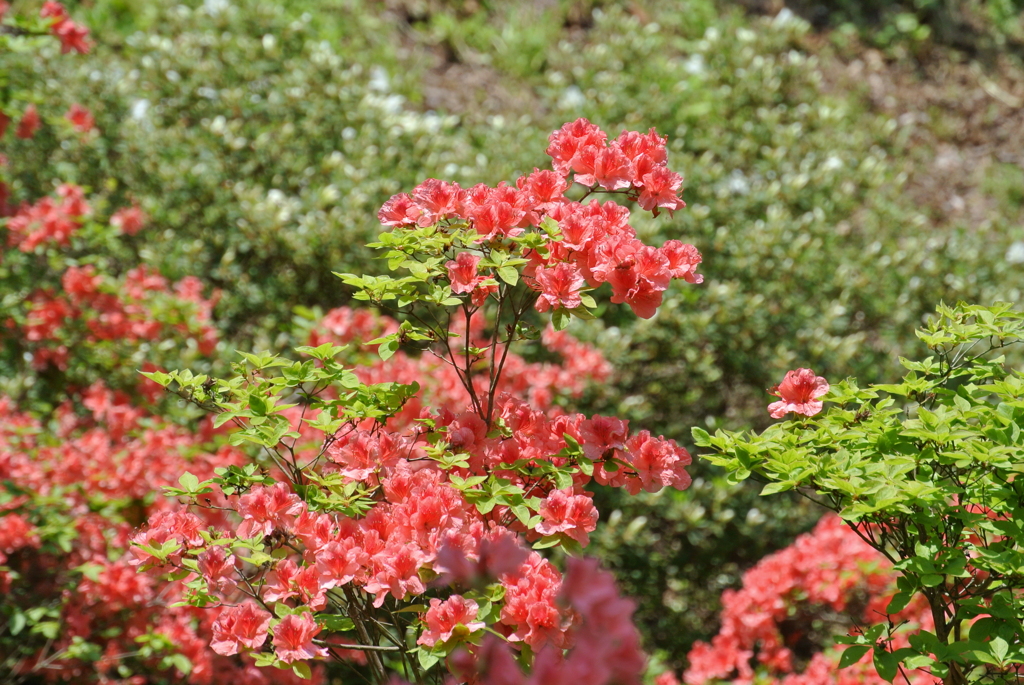 つつじ 函館八幡宮