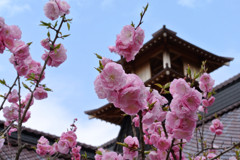 桜 函館五稜郭公園 2012年5月8日