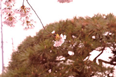 函館市 桜街道