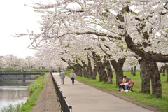 桜 函館五稜郭公園 2012年5月8日