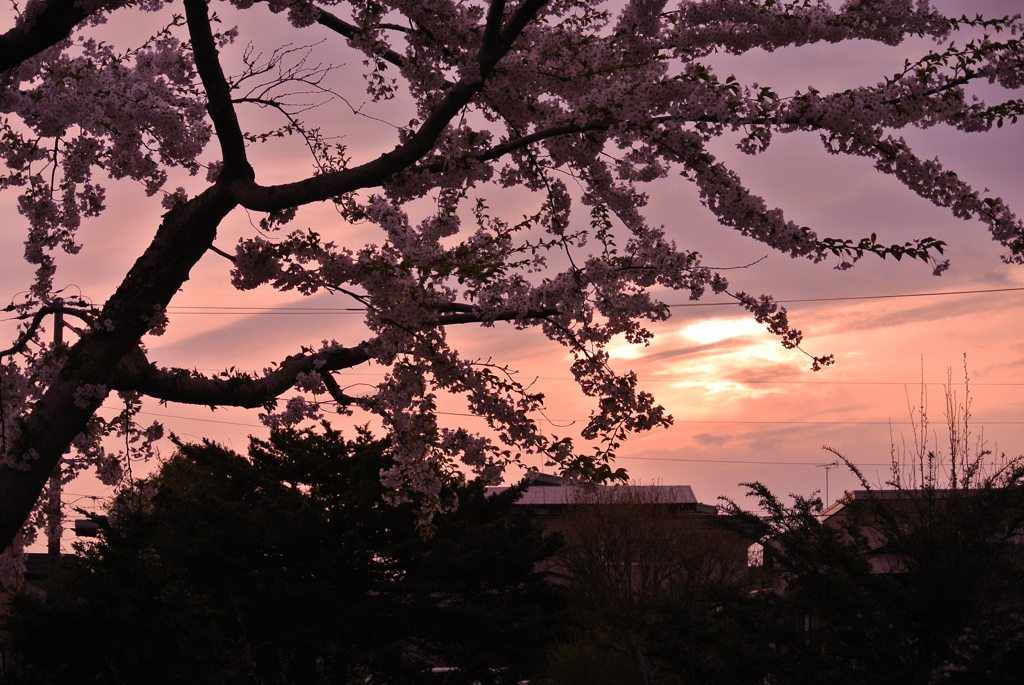 函館市 桜街道
