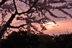 函館市 桜街道