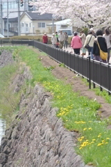 桜 函館五稜郭公園 2012年5月8日