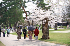 桜 函館五稜郭公園 2012年5月8日