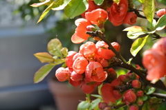 ぼけの花