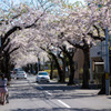 桜が丘通り