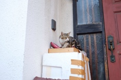 たまには、猫