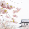 桜と城