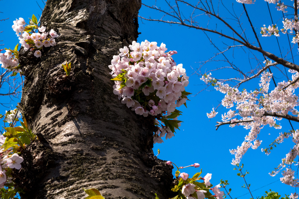 桜が丘通り(5)