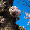 桜が丘通り(5)