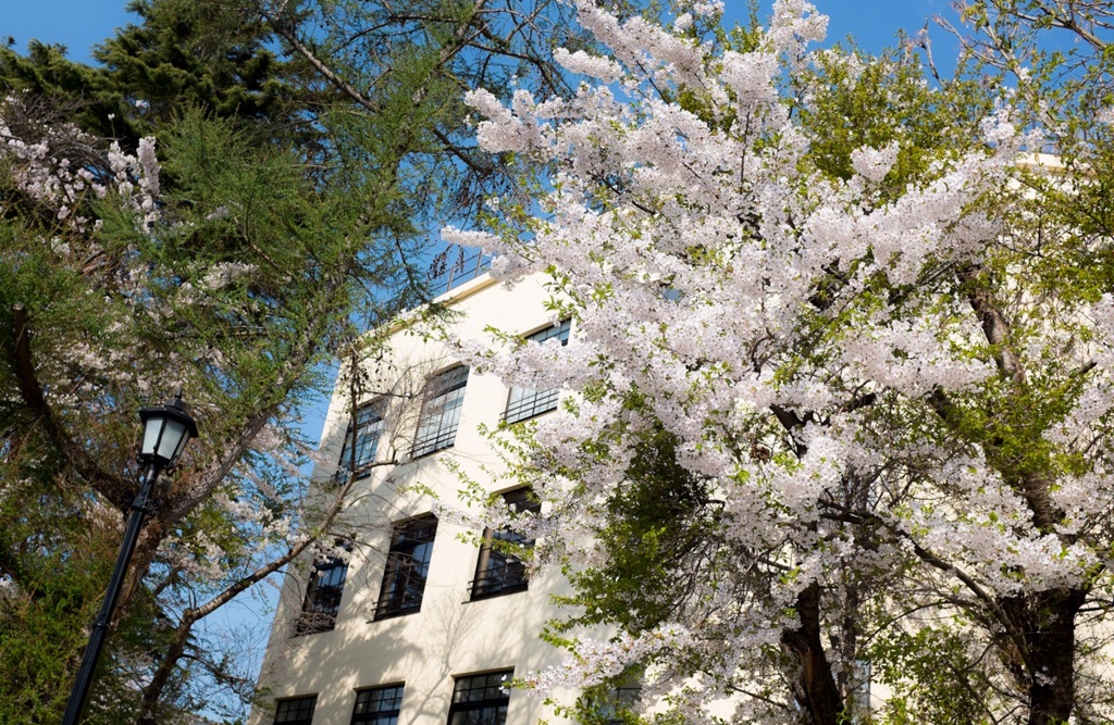 もう少し、あと少しだけ投稿させて、桜を…