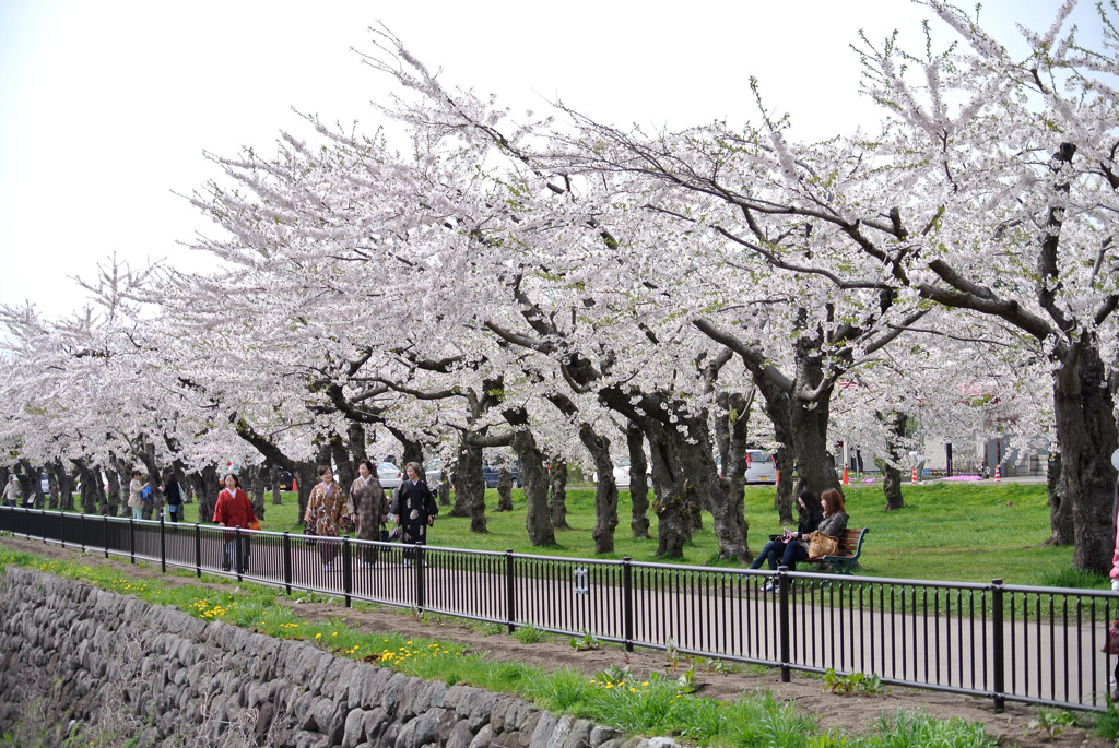 桜 函館五稜郭公園 2012年5月8日