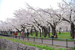 桜 函館五稜郭公園 2012年5月8日