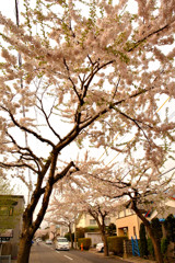 函館市 桜街道