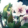 桜が丘通り(2)