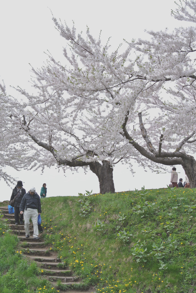 桜 函館五稜郭公園 2012年5月8日