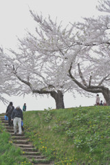 桜 函館五稜郭公園 2012年5月8日