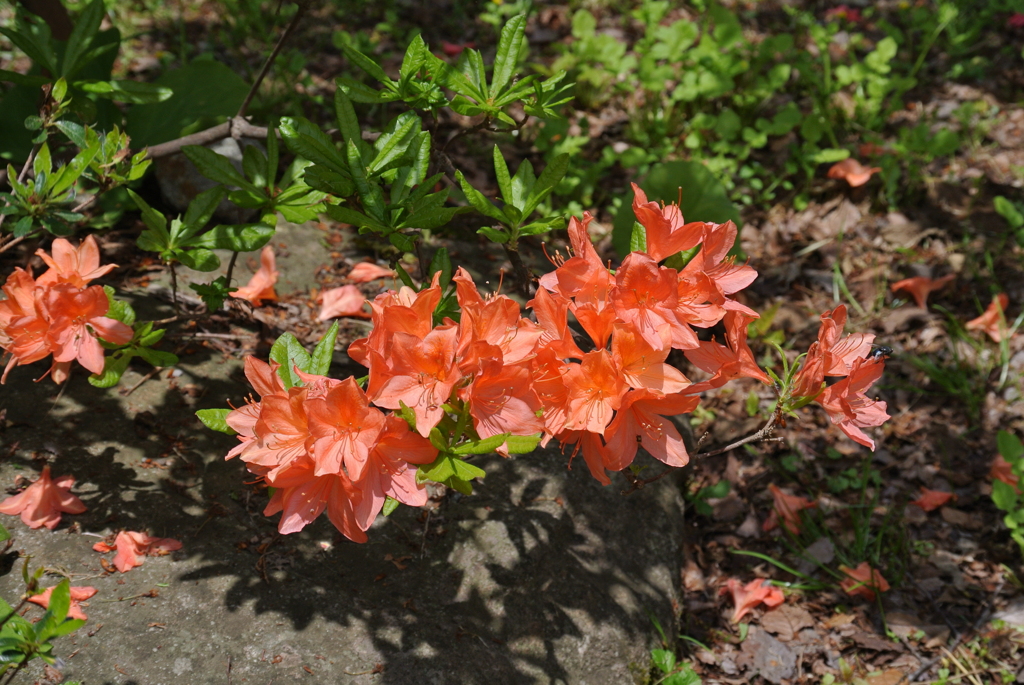 つつじ 函館八幡宮