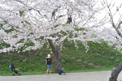 桜 函館五稜郭公園 2012年5月8日