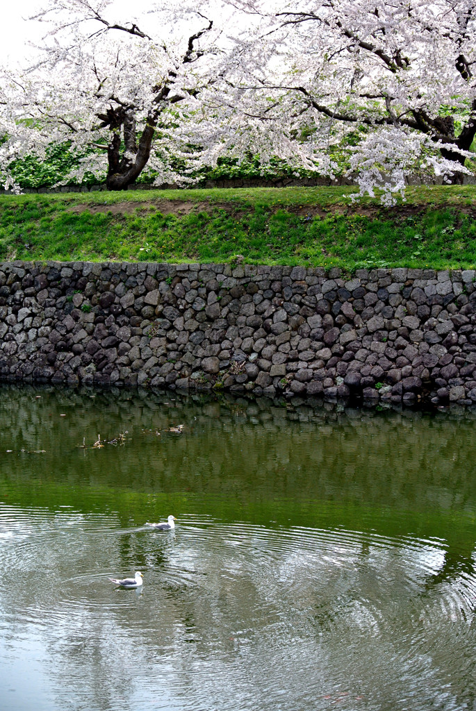 桜 函館五稜郭公園 2012年5月8日