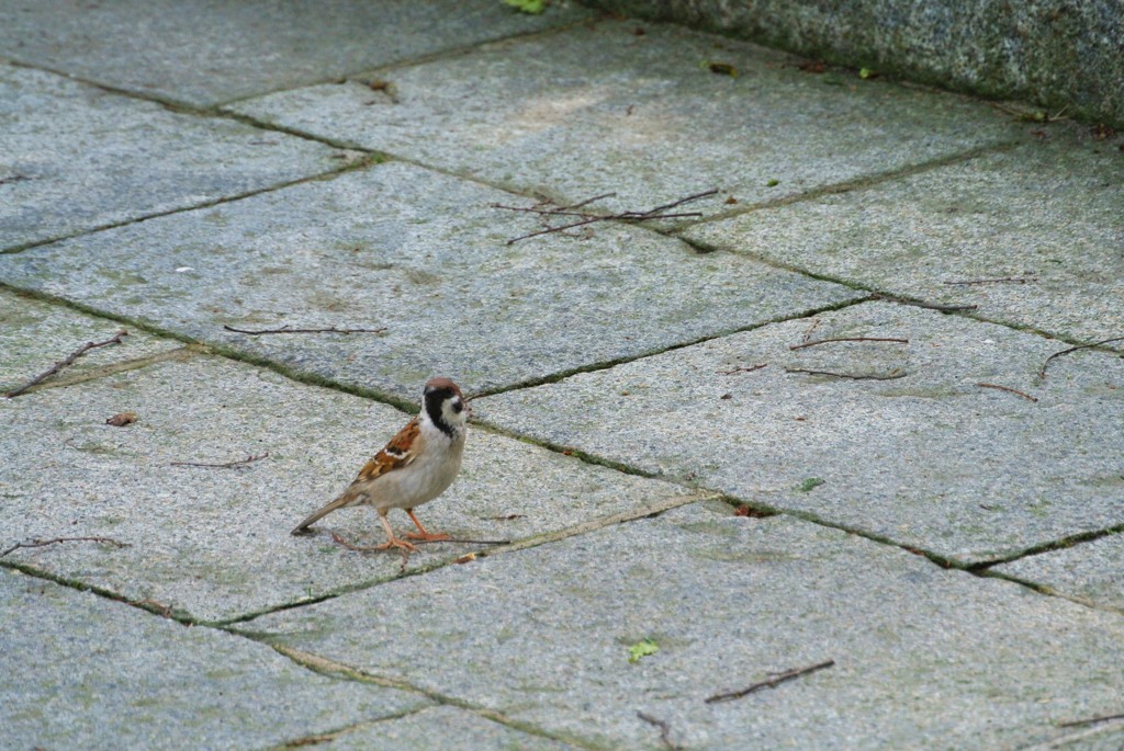 スズメ 函館八幡宮