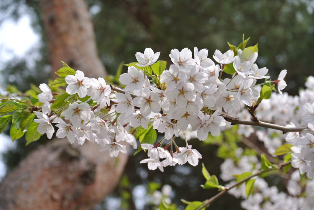 桜 函館五稜郭公園 2012年5月8日