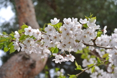 桜 函館五稜郭公園 2012年5月8日
