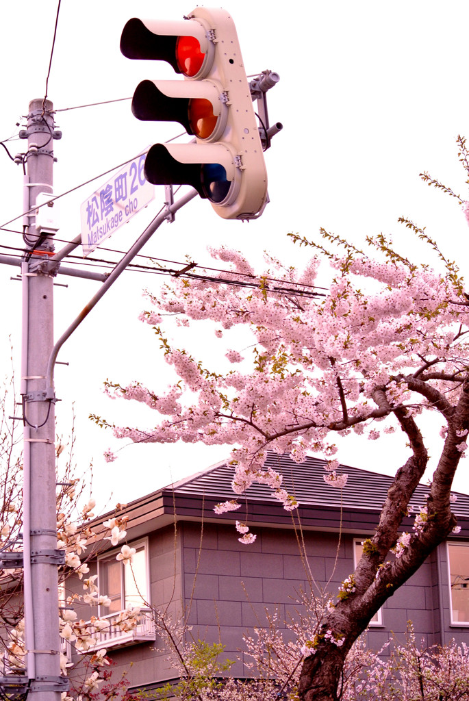 函館市 桜街道