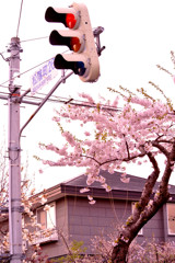 函館市 桜街道