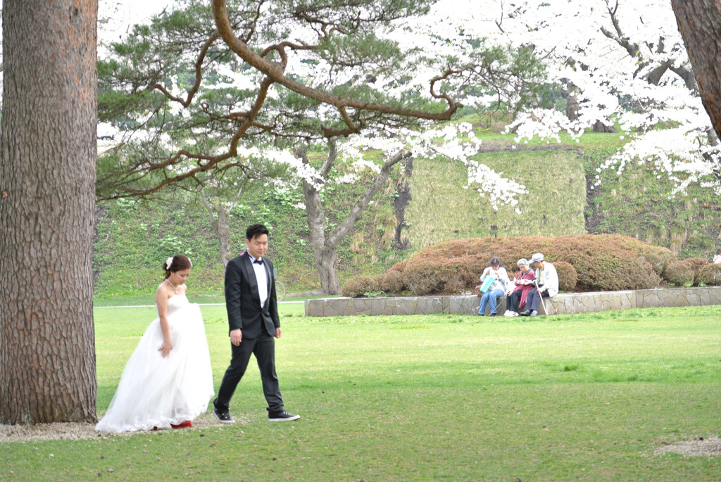 桜 函館五稜郭公園 2012年5月8日