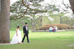 桜 函館五稜郭公園 2012年5月8日