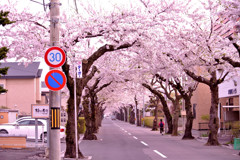 函館市 桜街道