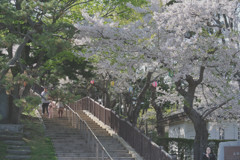 春の函館公園